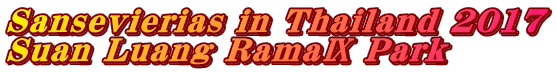 Sansevierias in Thailand 2017 Suan Luang Rama�\ Park