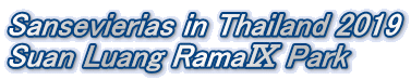 Sansevierias in Thailand 2019 Suan Luang Rama�\ Park