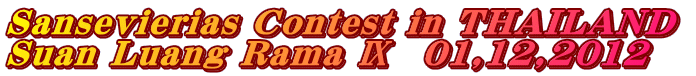 Sansevierias Contest in THAILAND  Suan Luang Rama �\�@01,12,2012