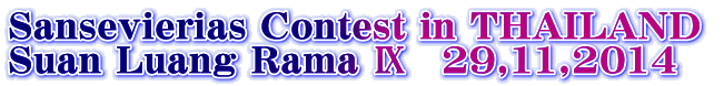 Sansevierias Contest in THAILAND  Suan Luang Rama �\�@29,11,2014