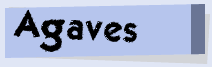 Agaves